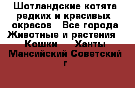 Шотландские котята редких и красивых  окрасов - Все города Животные и растения » Кошки   . Ханты-Мансийский,Советский г.
